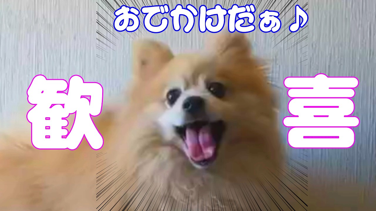 【歓喜】おでかけを察したポメラニアンの反応が可愛すぎた！