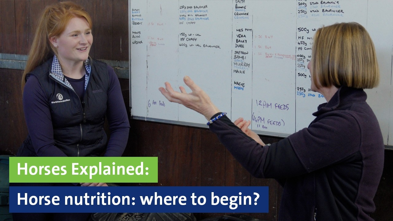 Horses Explained: Horse nutrition: where to begin?