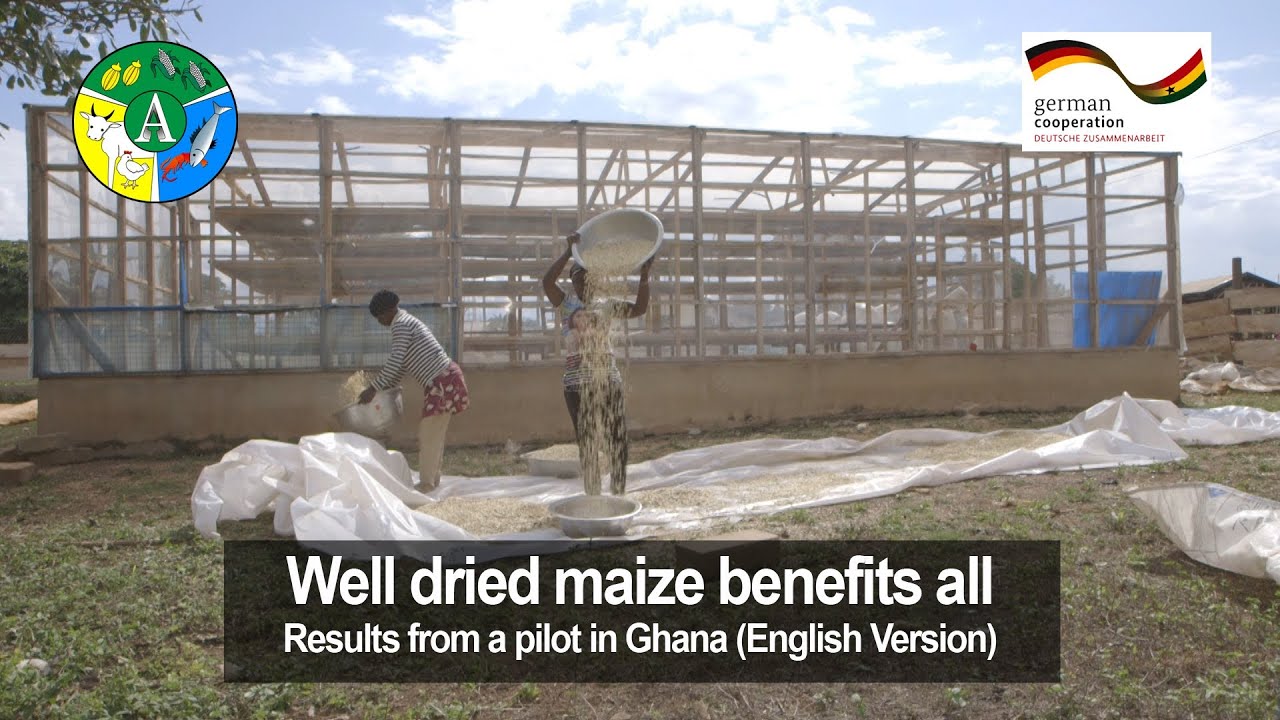 Well dried maize benefits all (Engl)