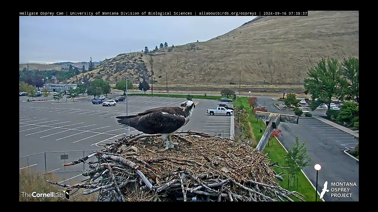 Hellgate Osprey - 💖The Queen's Last Nest Visit Season 2024💖 - Mon 9-16-24 clip1