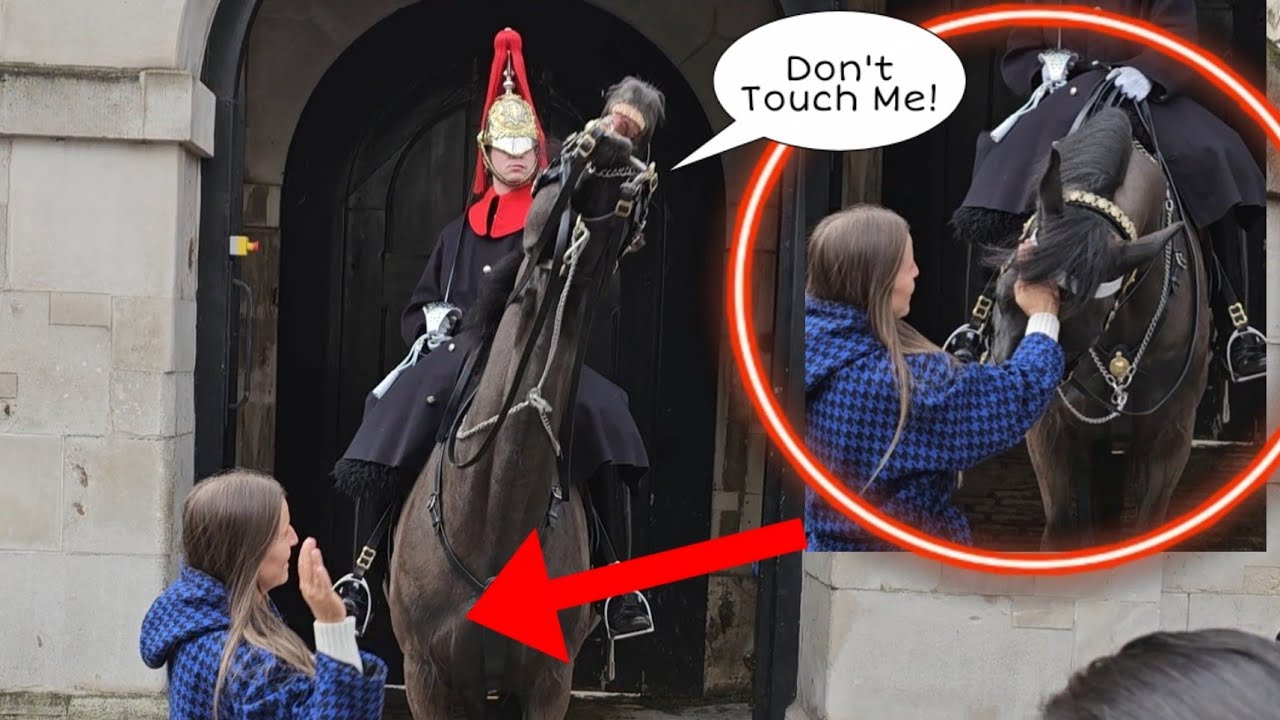 STOP! The Horse Has Fed Up By Constantly Handling Him!