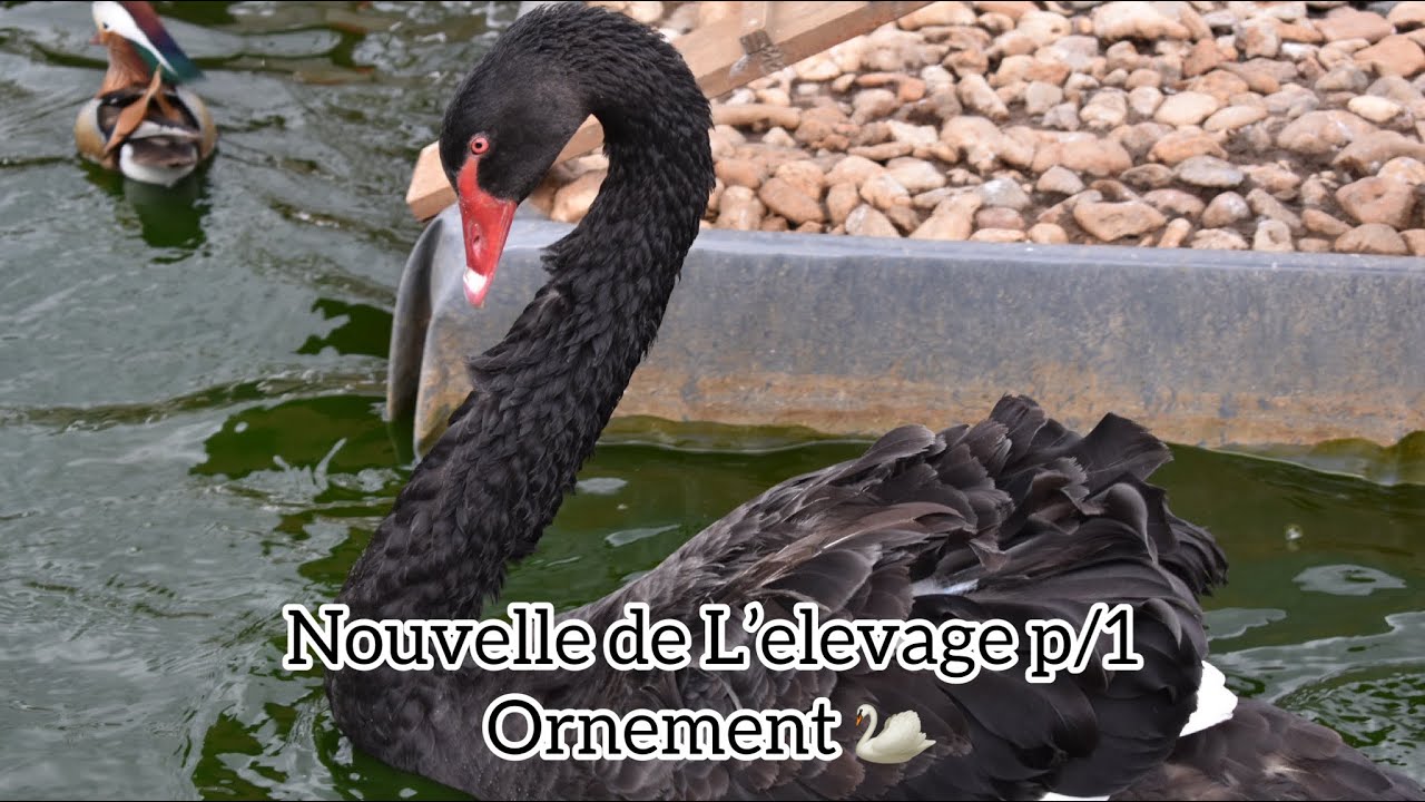 Nouvelle de L’elevage p/1 ornements 🦢