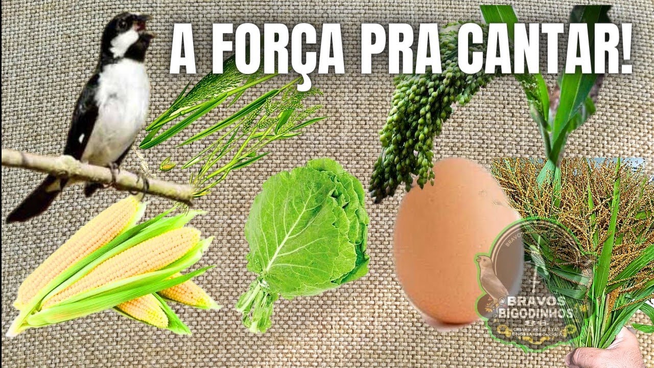 ⚠️A Força pra CANTAR! 🌽🥬🌾🥚 Alimentação Natural que eu dou pra minhas Aves🔥