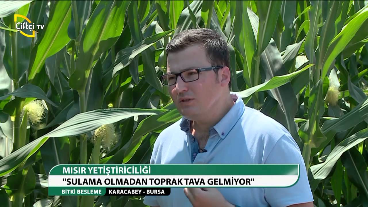 BİTKİ BESLEME MISIR YETİŞTİRİCİLİĞİ