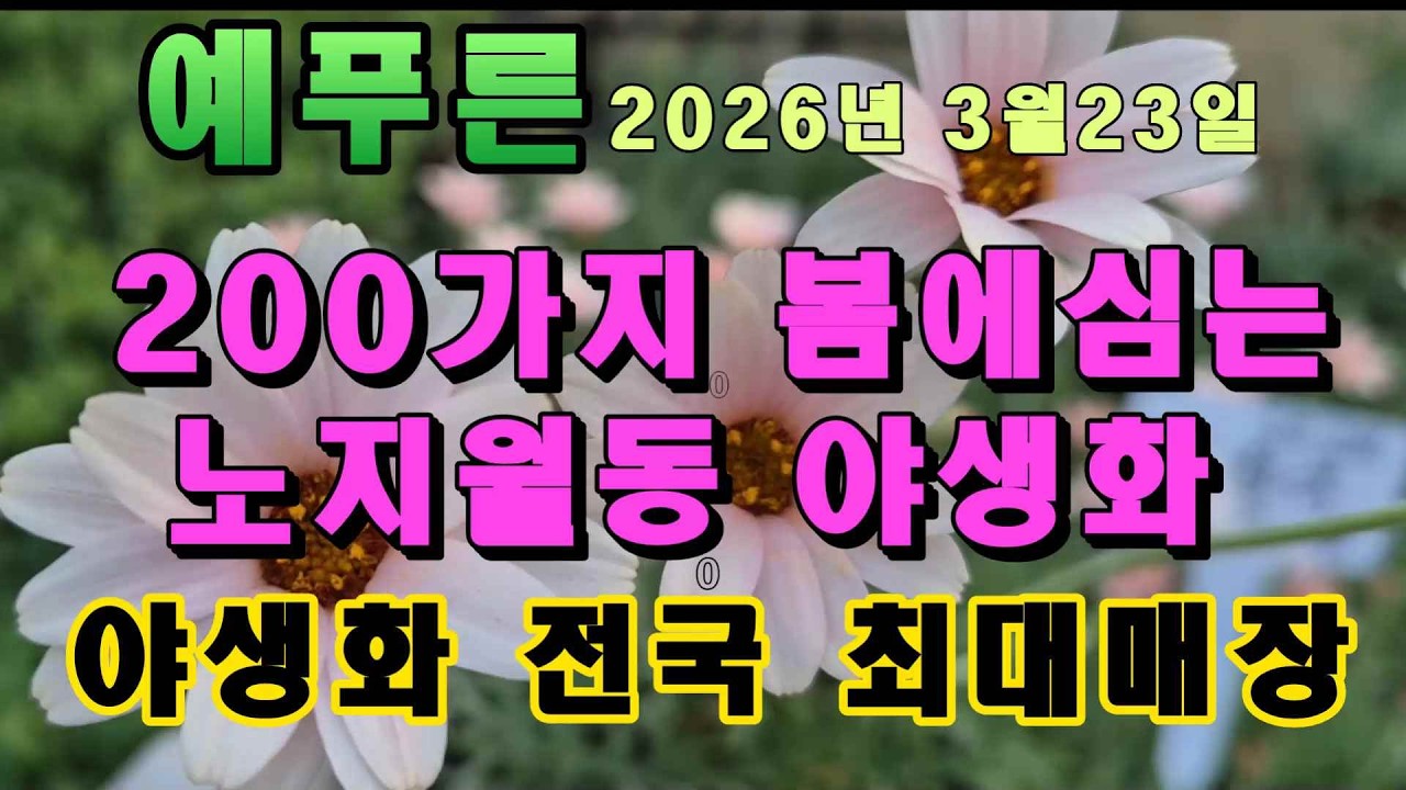 26년3.23) 1편 노지월동 야생화 전국 최대매장  예푸른