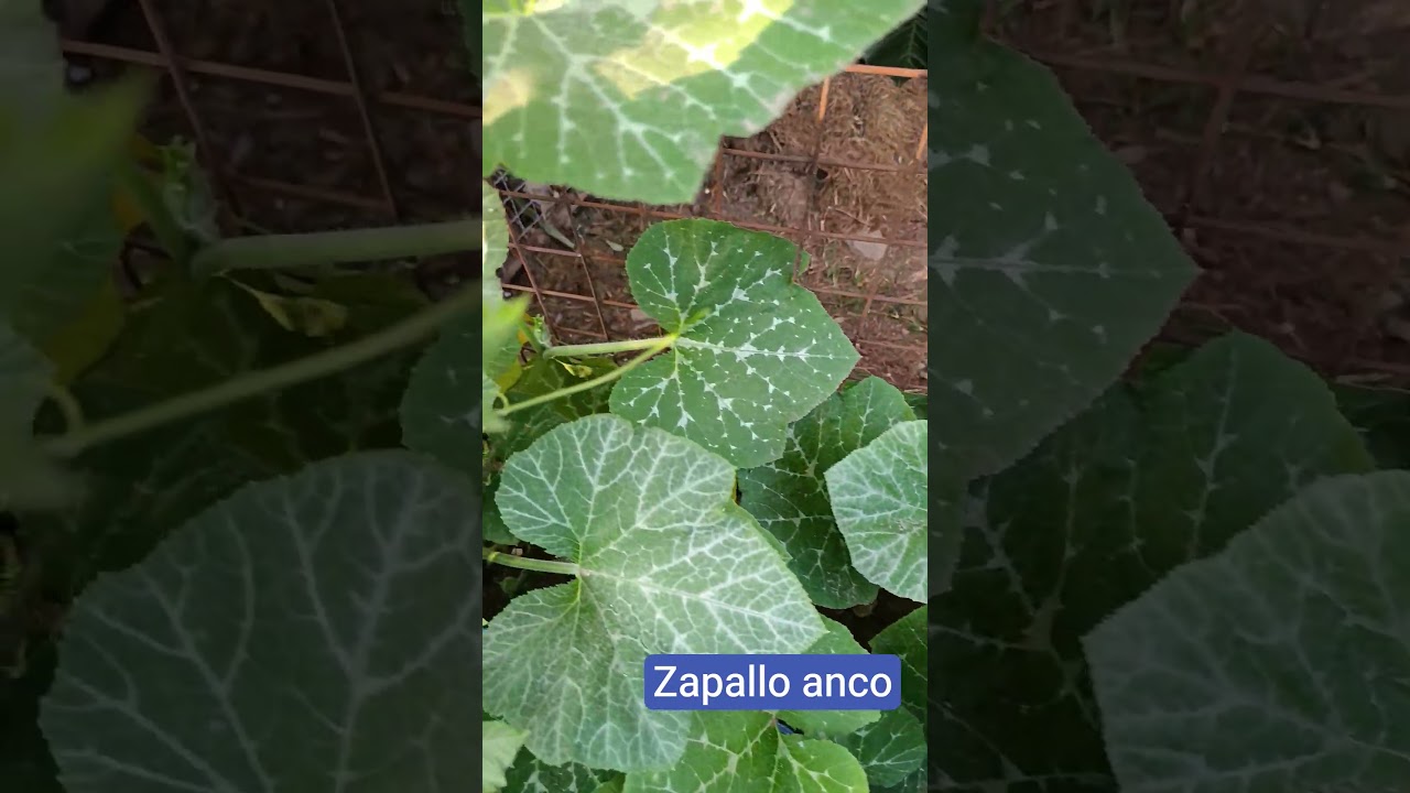 #zapallo