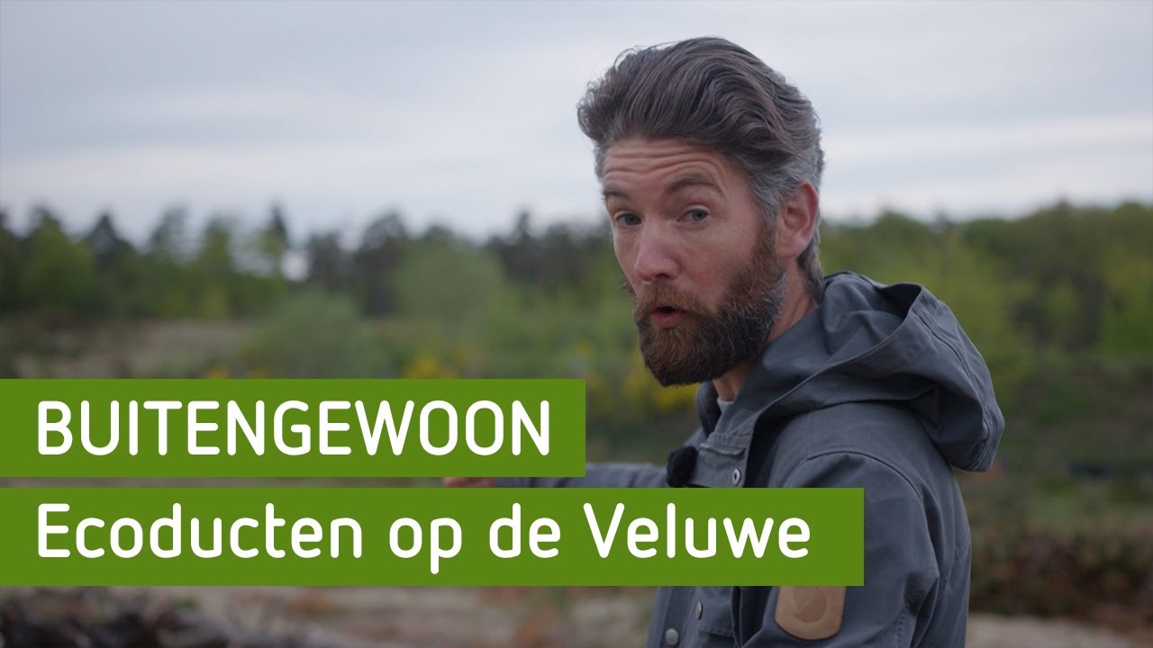 Ecoducten op de Veluwe | BuitenGewoon