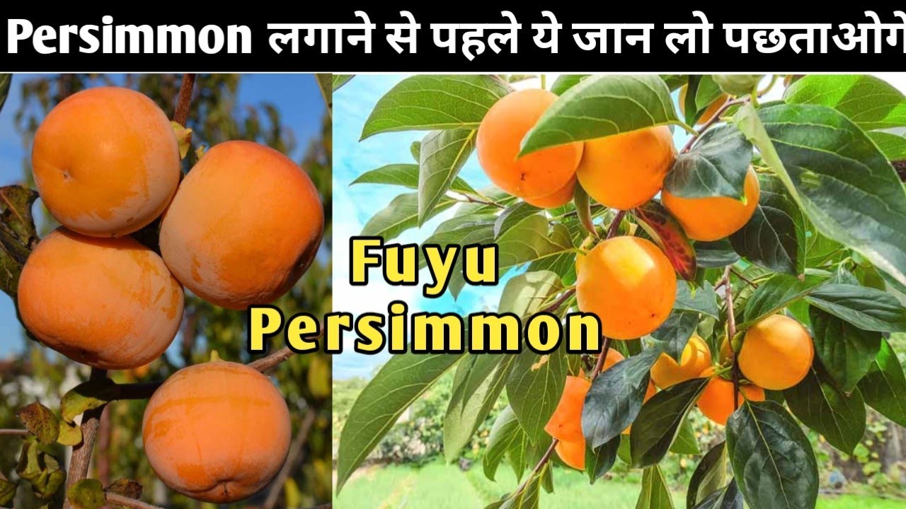 why People are Failing in persimmon Farming ll 9142759891