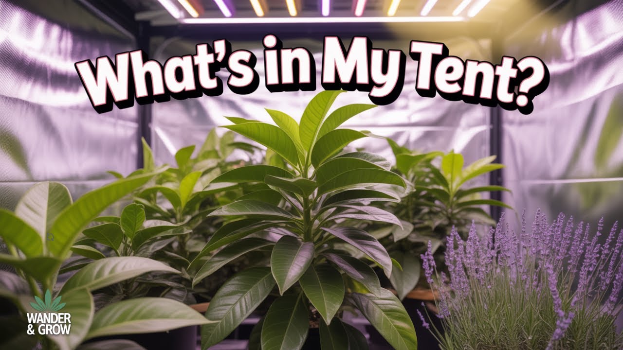 Inside My Indoor Jungle: Exotic Plants I Grow in a Tent