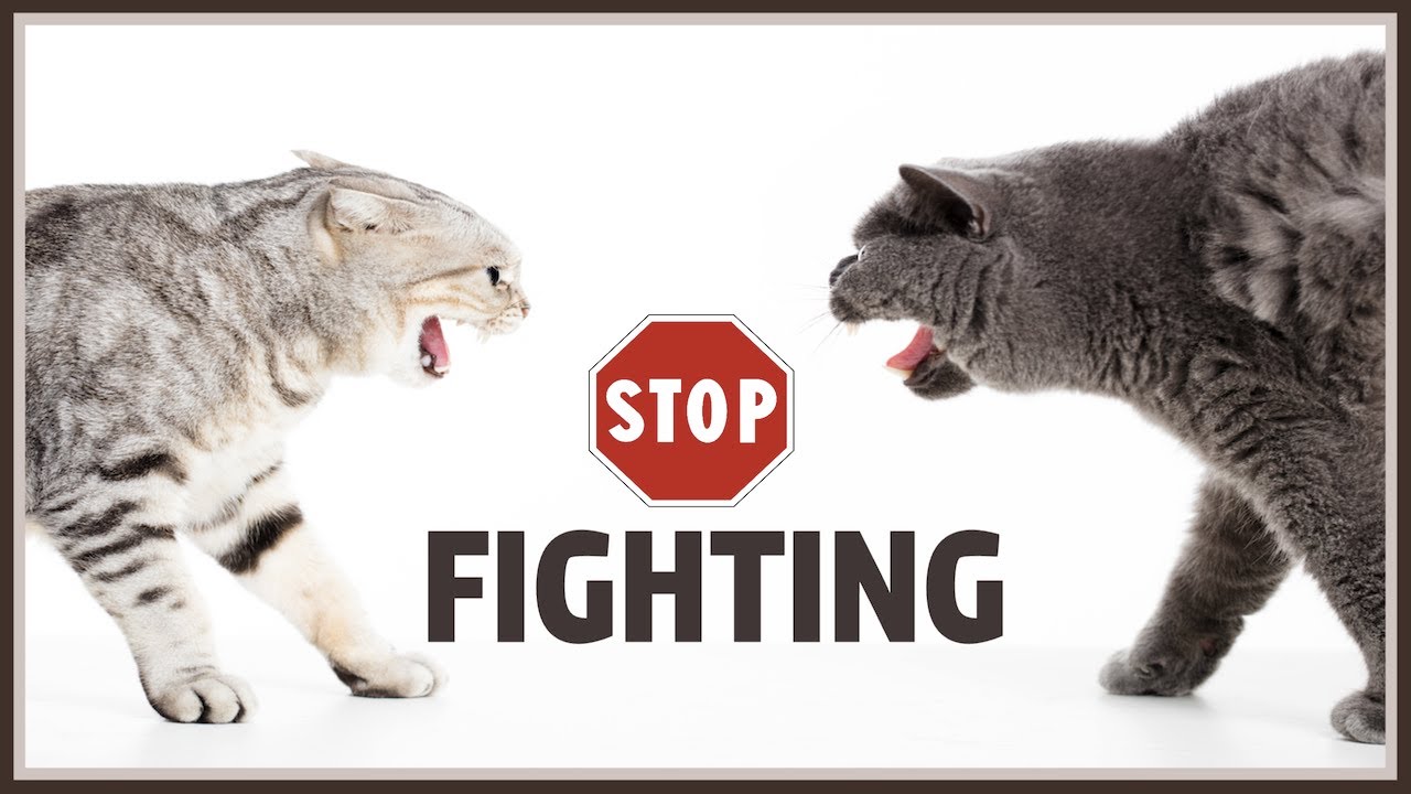 Sound To Stop Cats Fighting
