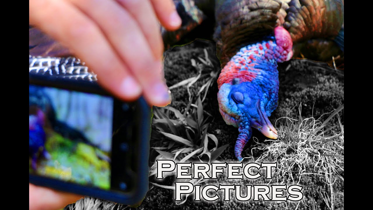 TAKING GREAT TURKEY PICTURES | TIPS for POSING with YOUR GOBBLER- Pinhoti Takeaways