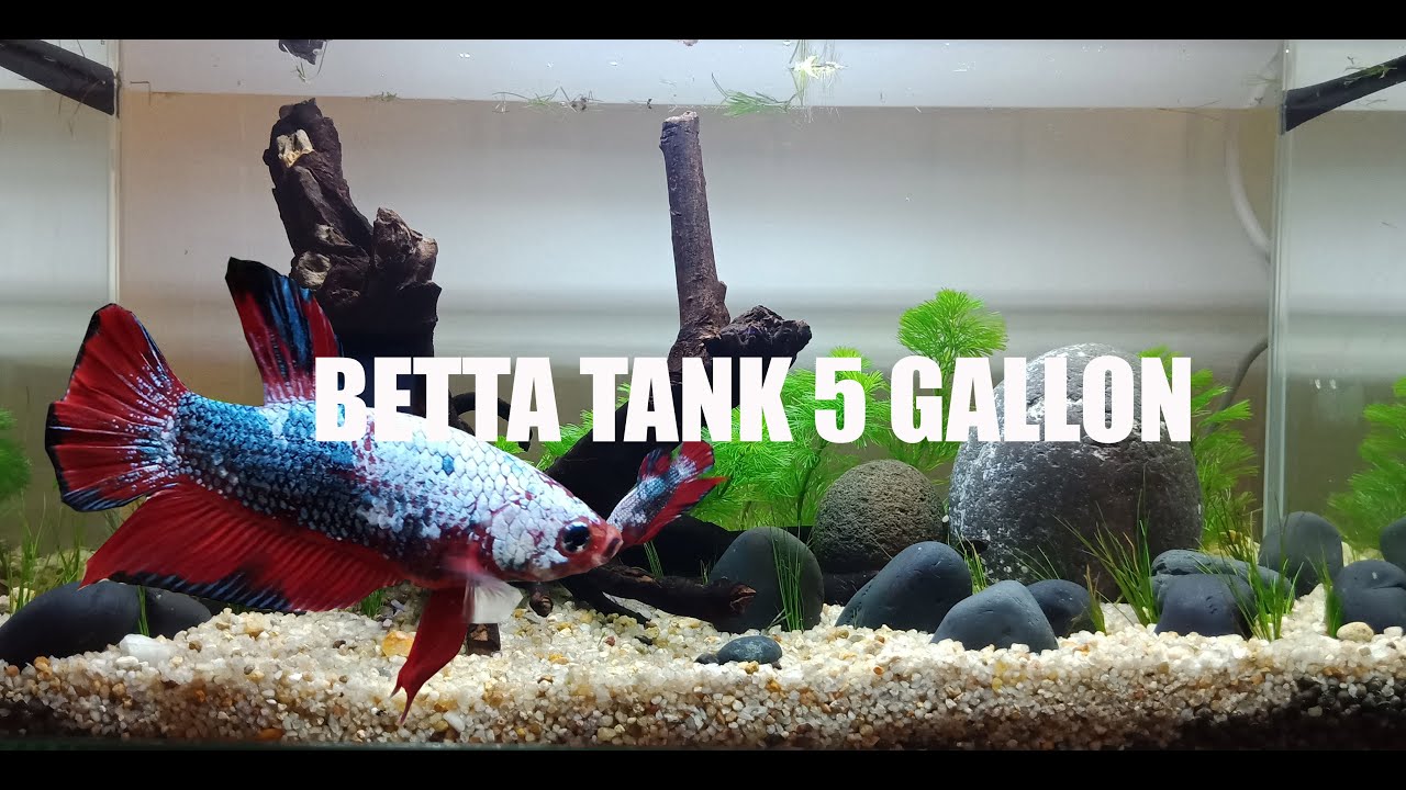 Betta tank 5 gallon setting up