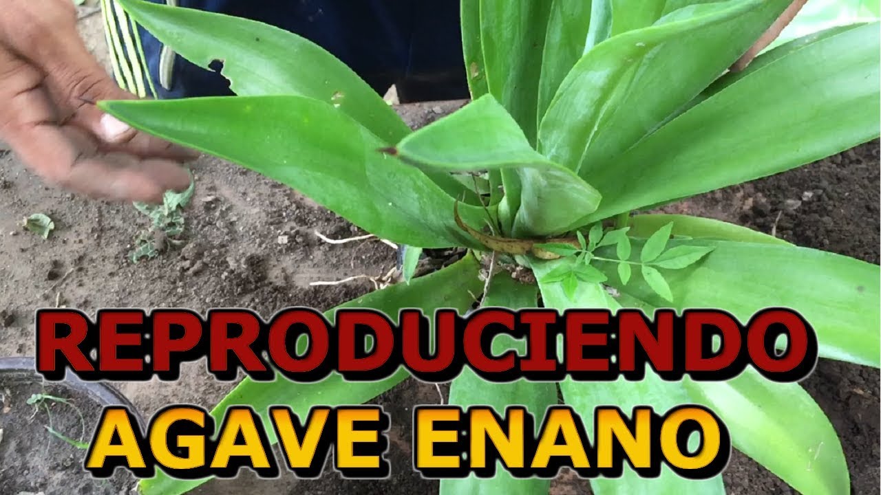 Reproducción de la planta de Planta Agave Enano por separación || Info Garden