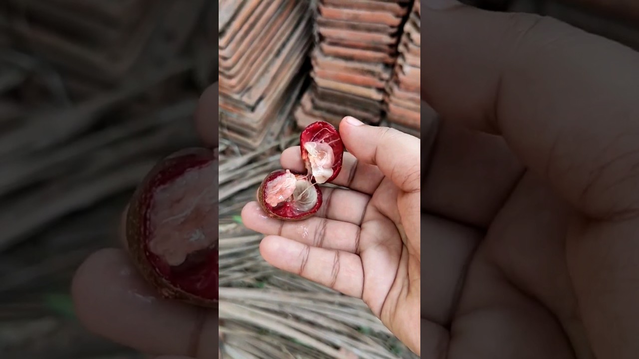 #kokam #farming in #goa #konkan #organicfarming #story #shortvideo #shorts #solkadhi #trending