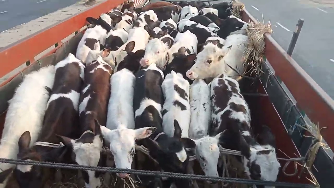 হলেস্টান ফ্রিজিয়ান সীমিত রেটেপাওয়া যায় বিসমিল্লাহ এগ্রো বেহুলার বাসর ঘর  গোকুল বগুড়া ০১৭৪৮৩৫৮১৩২