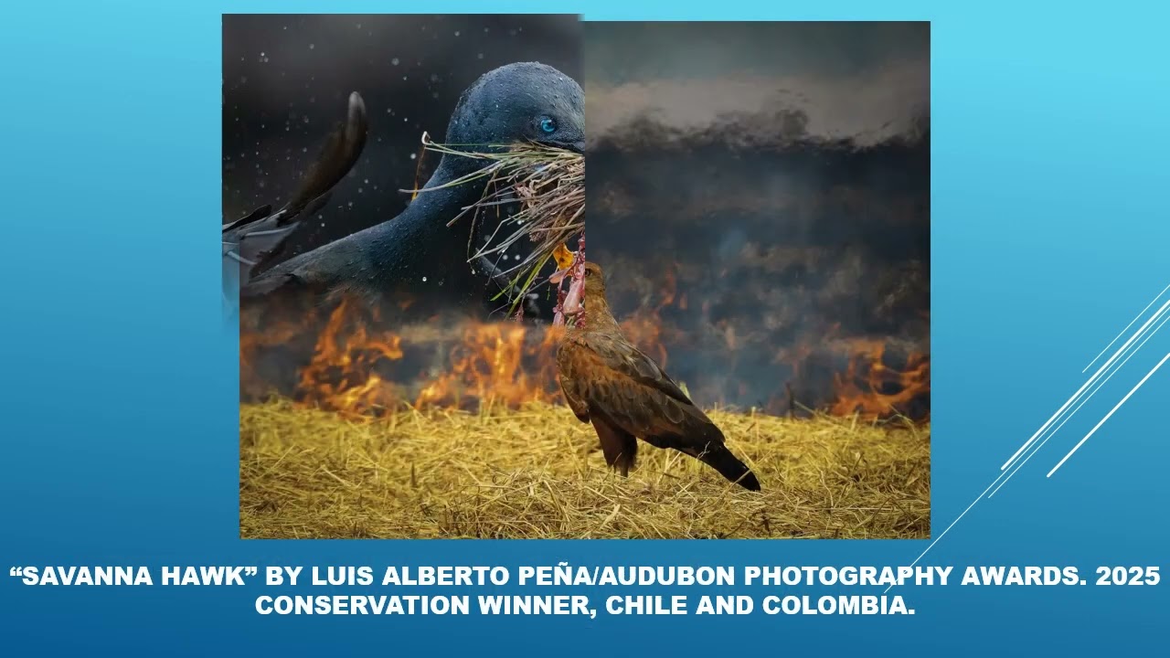 Audubon Photography Awards 2025