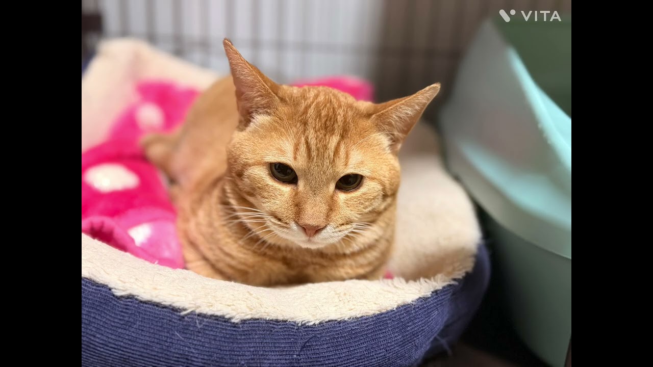 猫の日のシェルター
