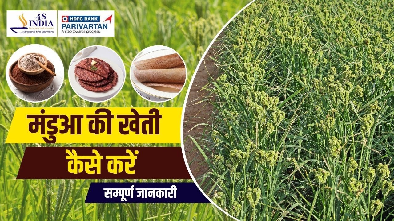मंडुआ की खेती | Cultivation of Ragi | Cultivation of Finger Millet | 4S India | Shishir Ranjan