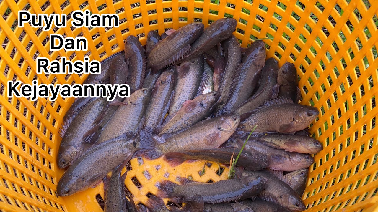 Puyu siam dan rahsia kejayaanya | ikan puyu siam