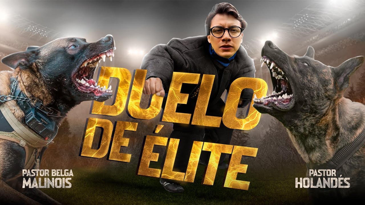 PASTOR BELGA MALINOIS vs PASTOR HOLANDÉS ¡cara a cara! ¿cuál es el mejor PERRO DE TRABAJO?