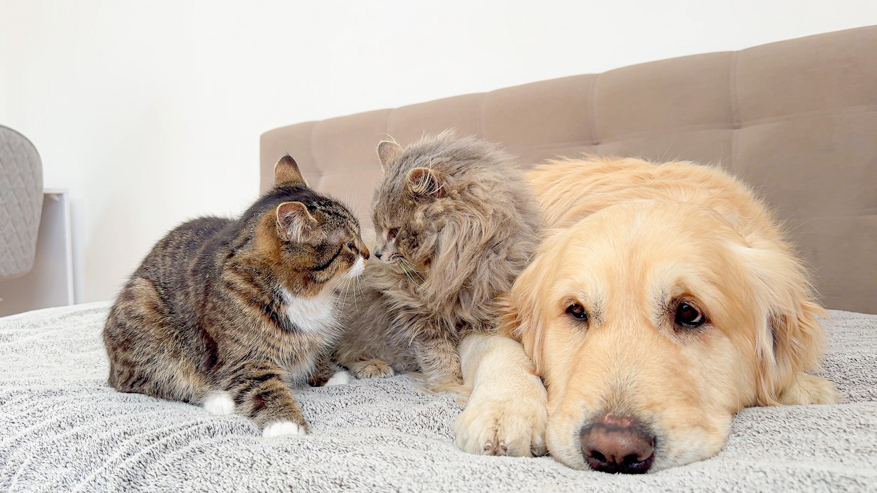 Golden Retriever Teaches His Jealous Cats to Love Each Other!