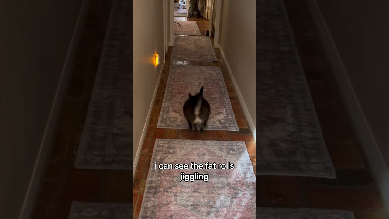 Trying to help my grandmothers fat cat exercise! 