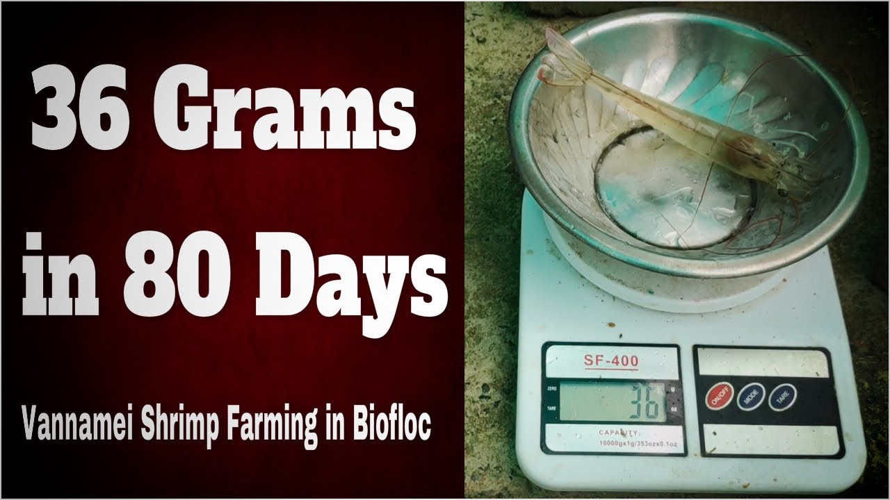 Vannamei Shrimp Farming in Biofloc - 80 Days Growth Update
