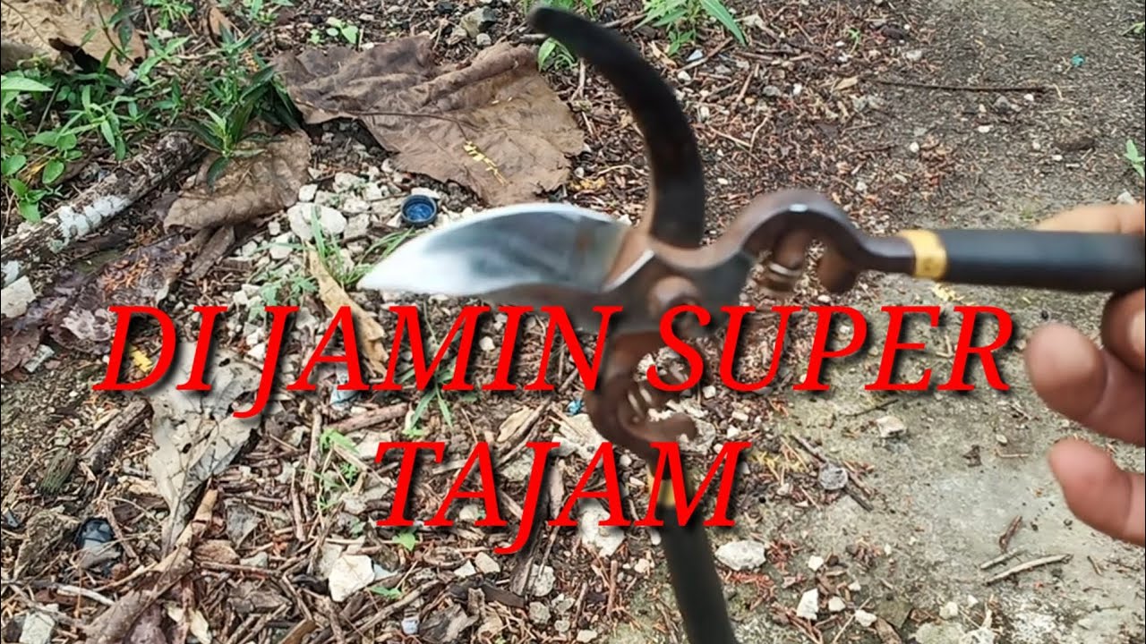 Cara asah gunting ranting, gunting taman, gunting dahan | file candu