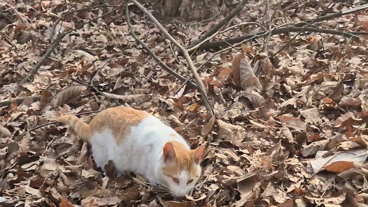 부지런한 냥이~😄