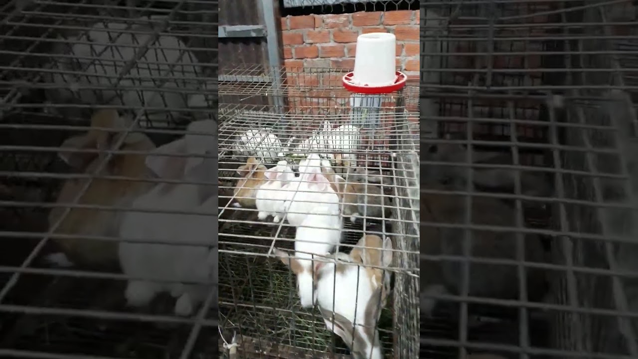 Thỏ thịt mà đẹp mê luôn 