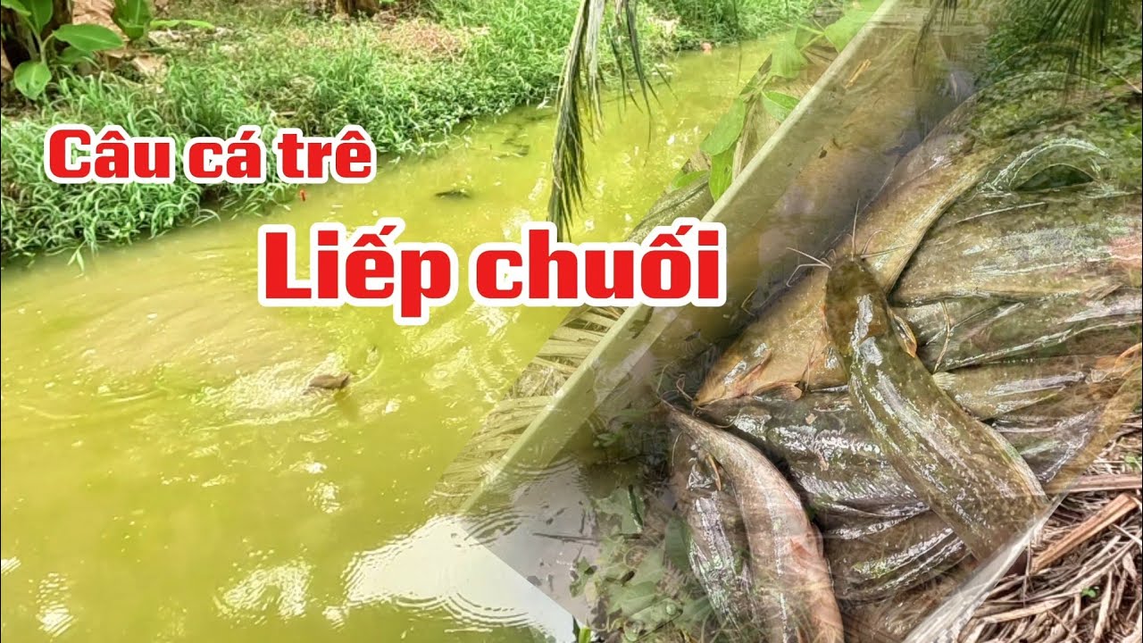 C&acirc;u c&aacute; liếp chuối _ l&ecirc;n c&aacute; li&ecirc;n tục (tập 237)#huukhuynhkiengiang