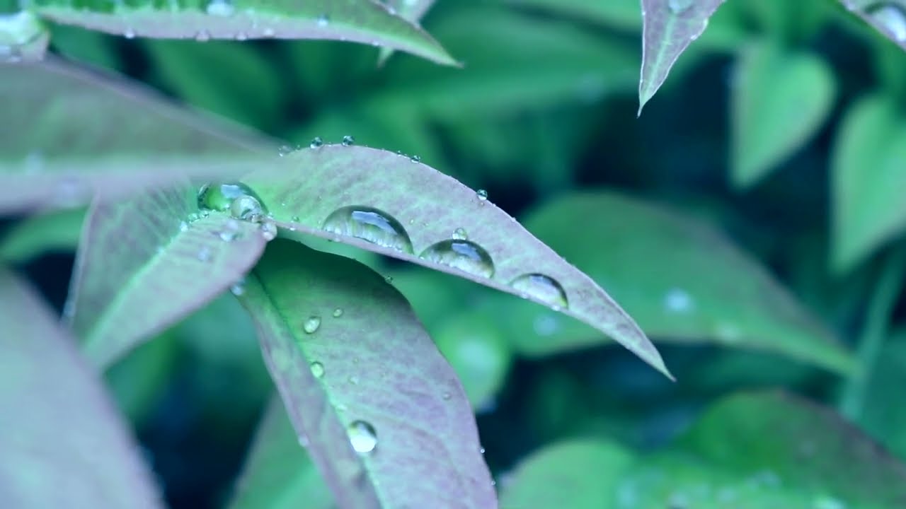 Anti-War Music - Und der Regen Rinnt (by Ilse Weber)