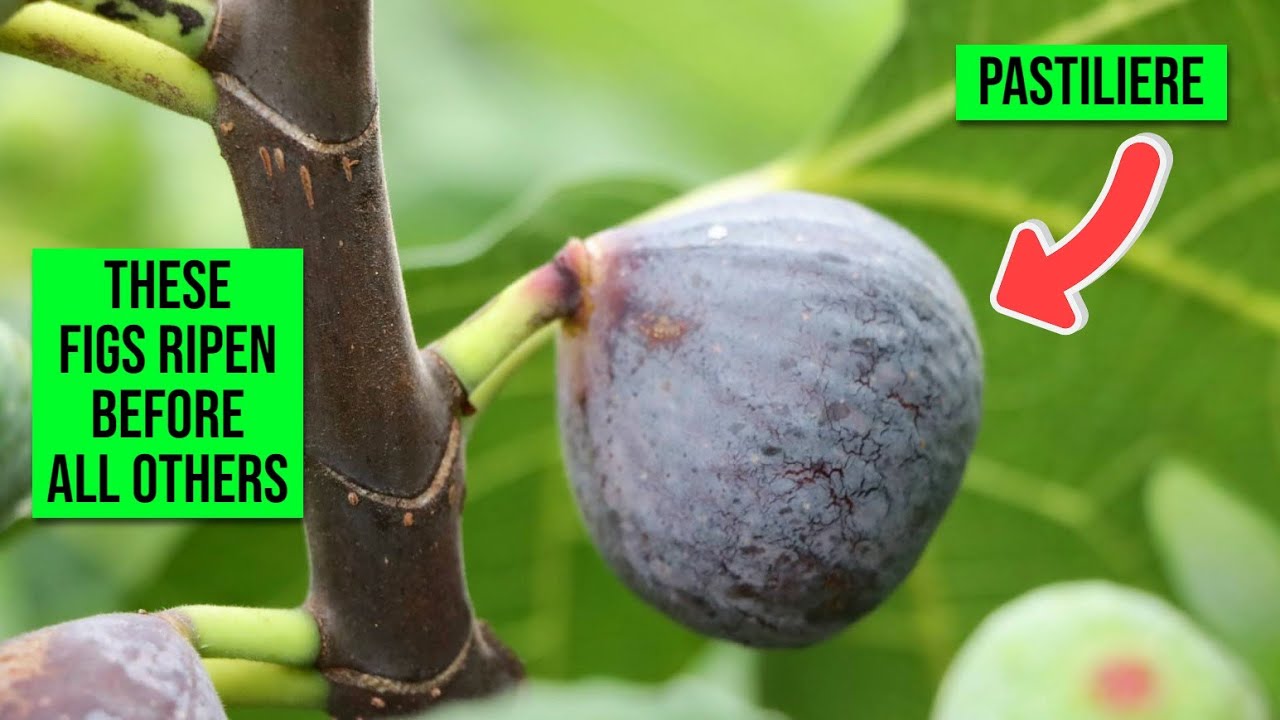 Early Ripening Fig Varieties: My Favorites & How to Identify Them