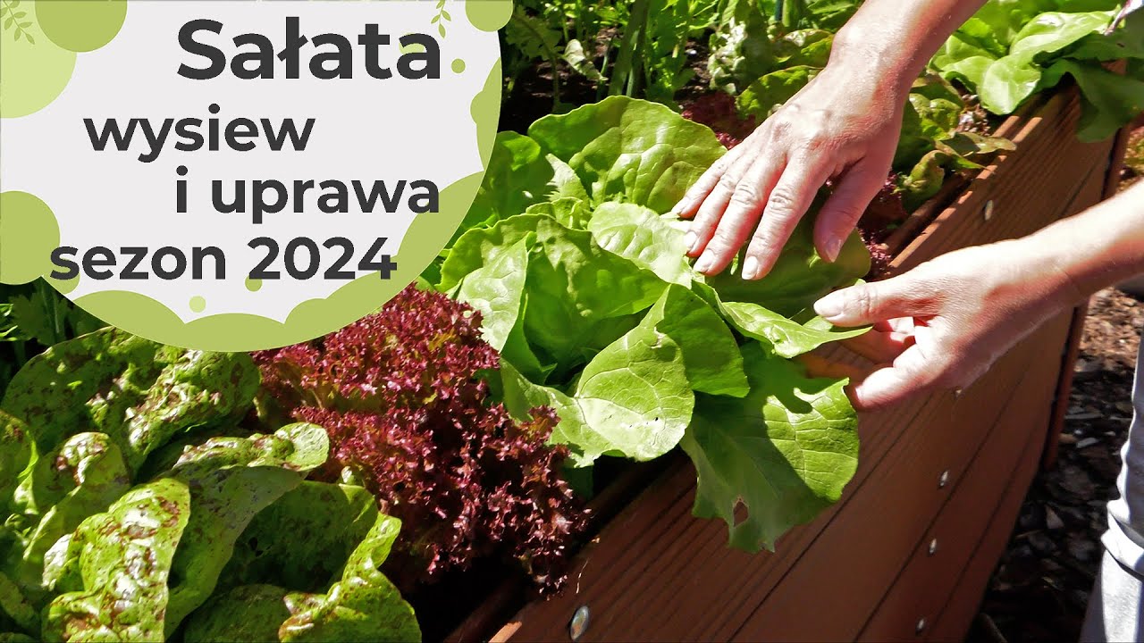 Sałata. Wysiew i upraw sałaty, jak uprawiać żeby mieć obfite plony? Sezon 2024