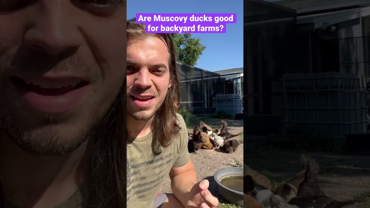 Are Muscovy ducks good for laying eggs?￼