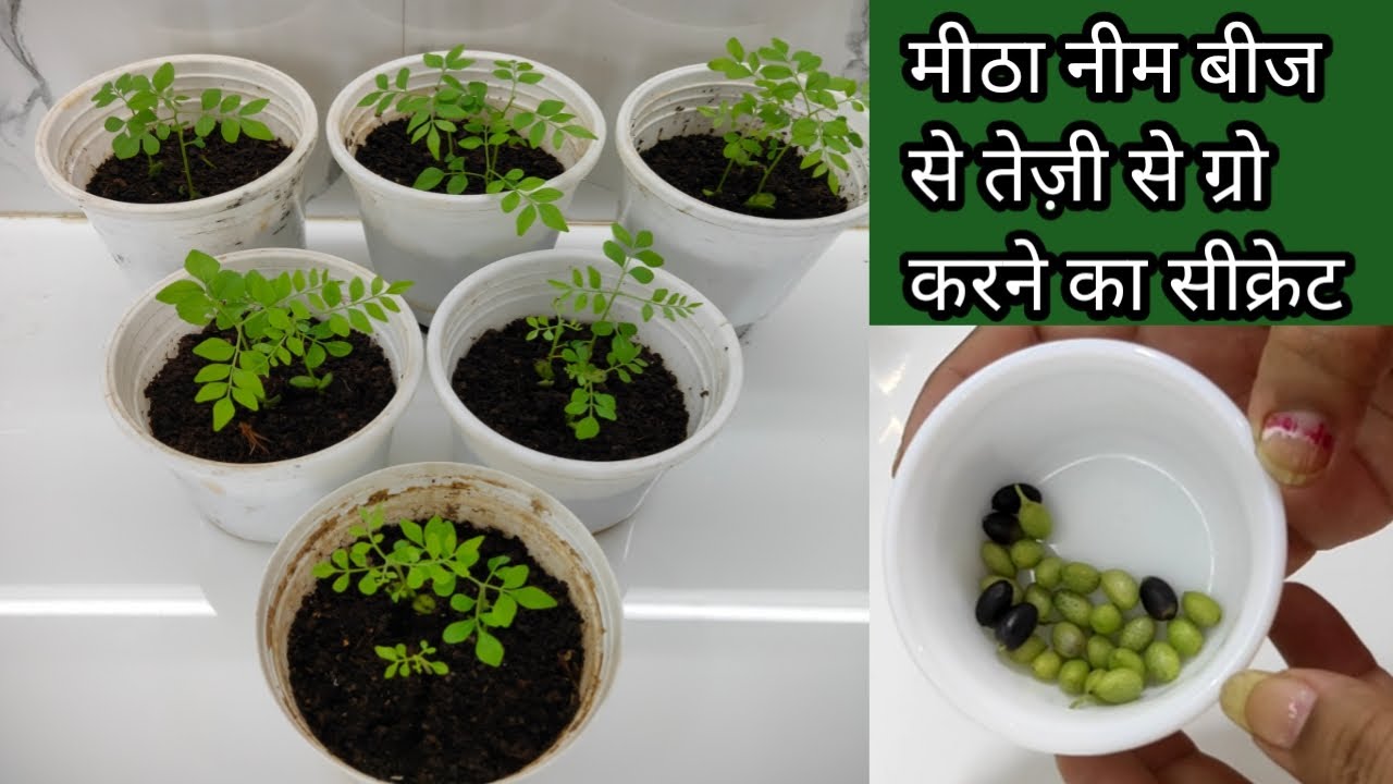 How to grow curry leaf from seeds | मीठा नीम को बीजों से कैसे उगाएं | curry leaf plant propagation |