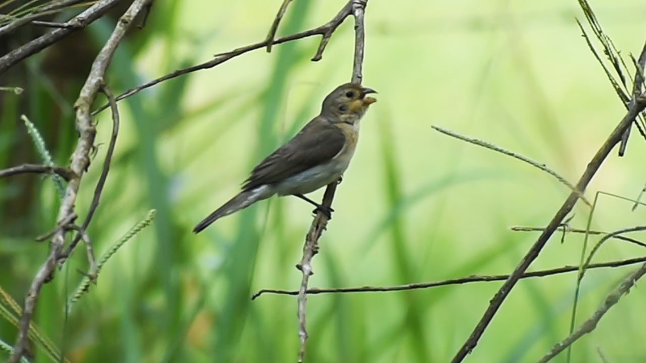 Bigodinho pardinho cantando muito e se alimentando de capim de braqui&aacute;ria na natureza