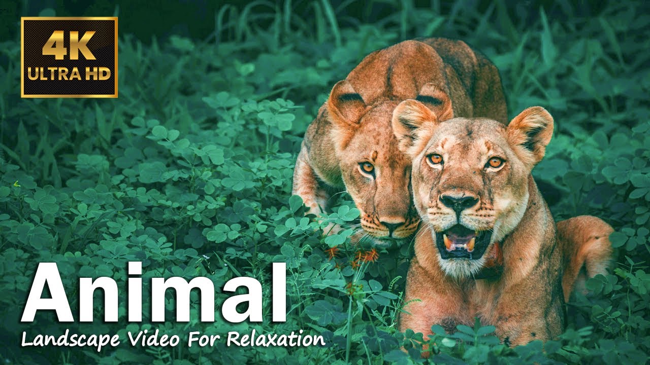 Ultimate Wild Animals Collection in 4K ULTRA HD - Relaxation Film About Jungle Wildlife