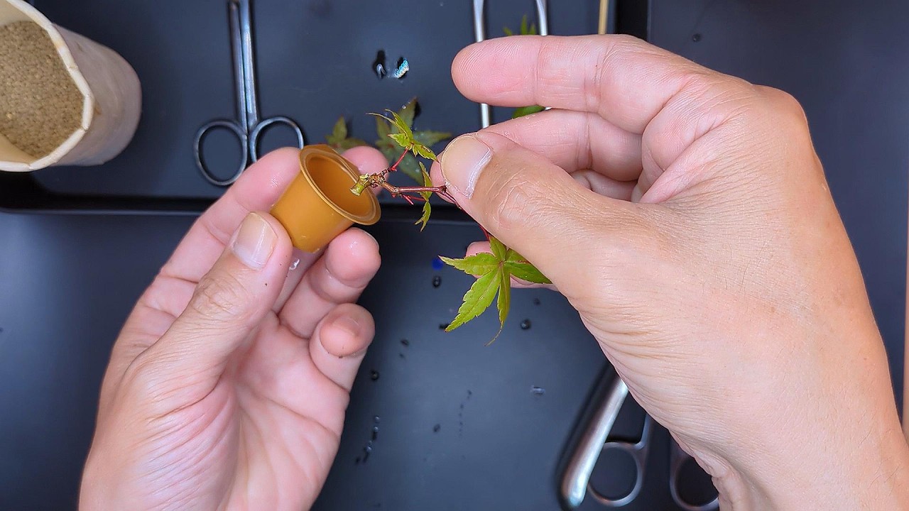 【豆盆栽】Japanese Maple Propagation by Cuttings to create even smaller trees #bonsai #盆栽 #mamebonsai