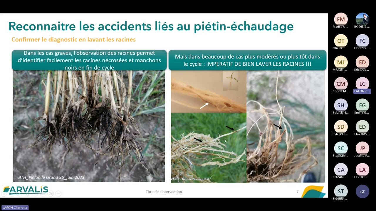 Webinaire Pays-de-la-Loire 2023 en Replay : Piétin-échaudage - ARVALIS.fr