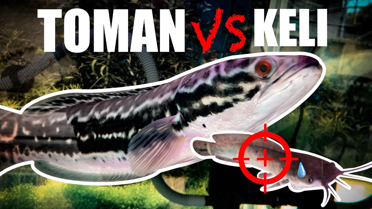 Giant Snakehead Feeding | Bagi Toman Makan Keli