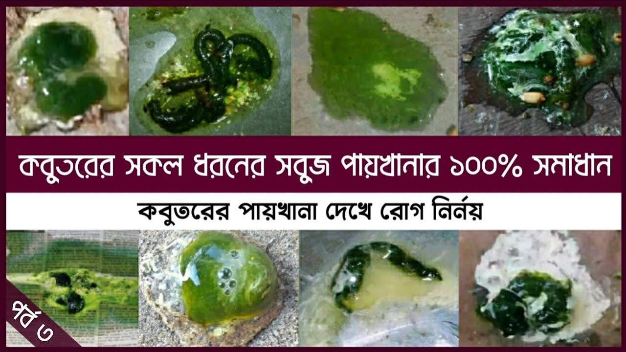 কবুতরের সবুজ পায়খানার চিকিৎসা || কবুতরের পায়খানা দেখে রোগ নির্ণয় ||kobutorer sobuj paykhana