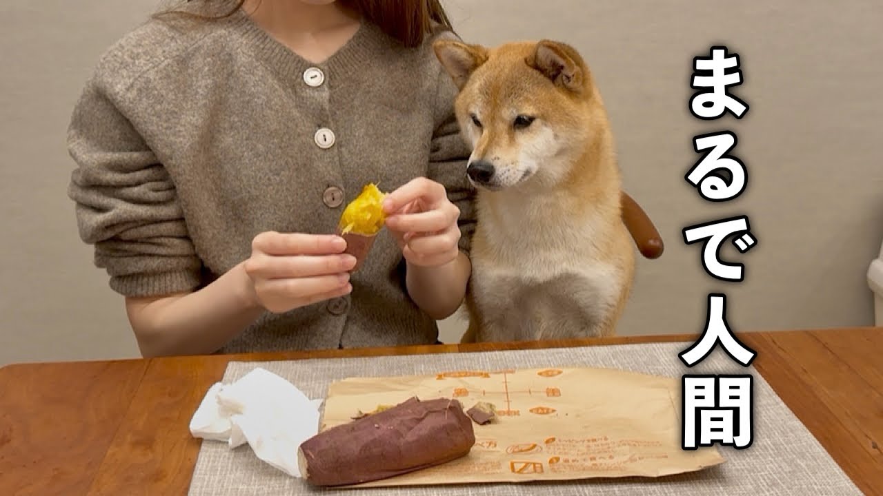 当たり前のように飼い主の席に座りまるで人間のように焼き芋をおねだりする柴犬が可愛い