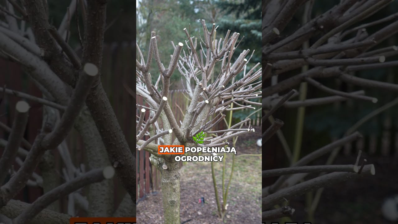 Wiosenne cięcie katalpy &ndash; kiedy i jak przycinać? ✂️🌳