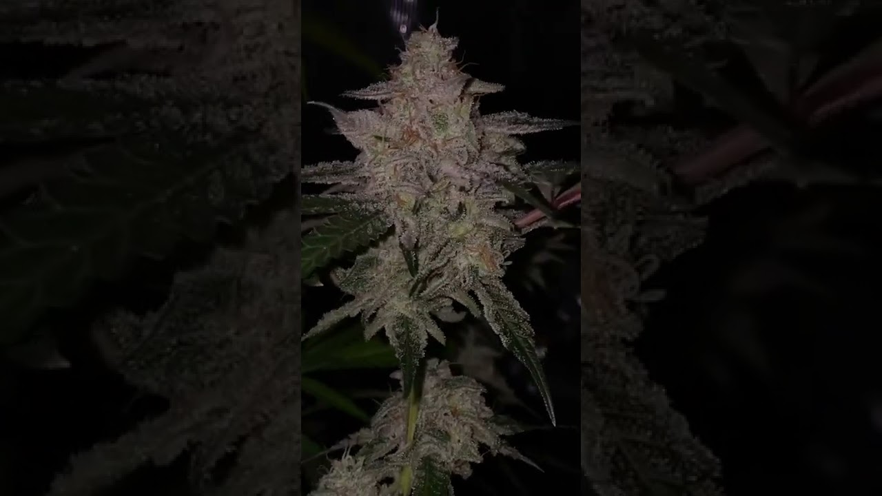 Dante&rsquo;s inferno x Mimosa #26 | Bred By Kingseeds
