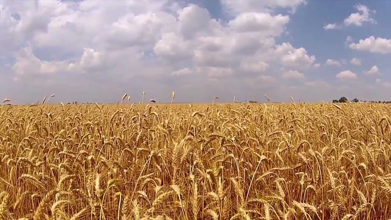 Wheat Harvest 2012 - Wilra Farms