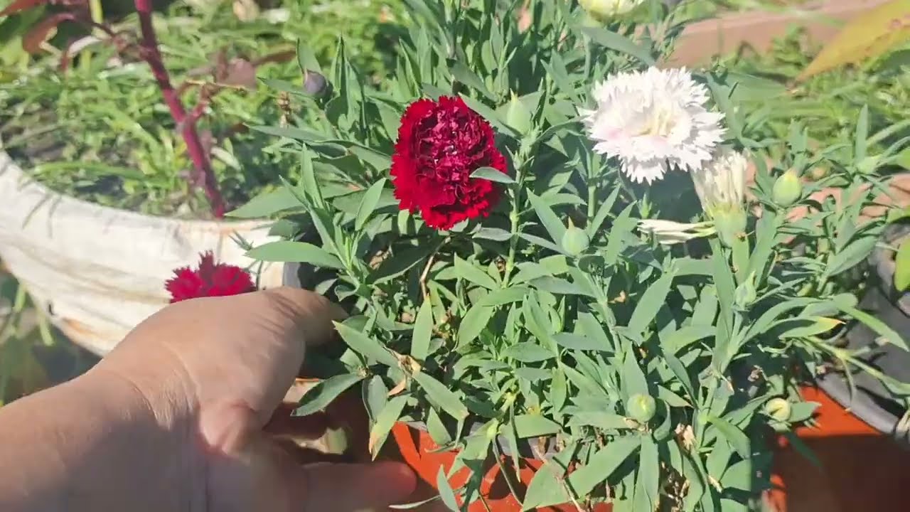 Beginning of my new winter garden 😍🌸 #youtube #winterfloweringplant #gardening #flowers 