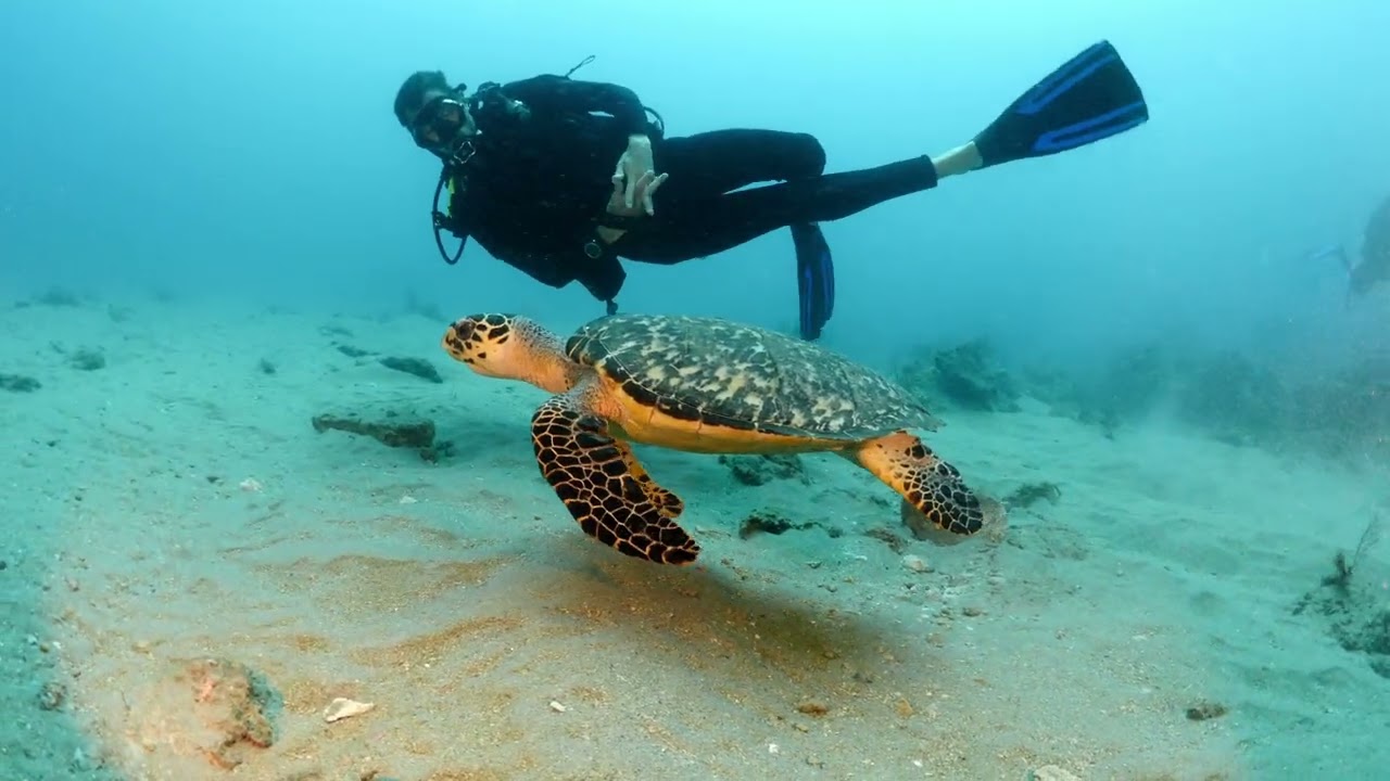 Why Divers Love South Florida