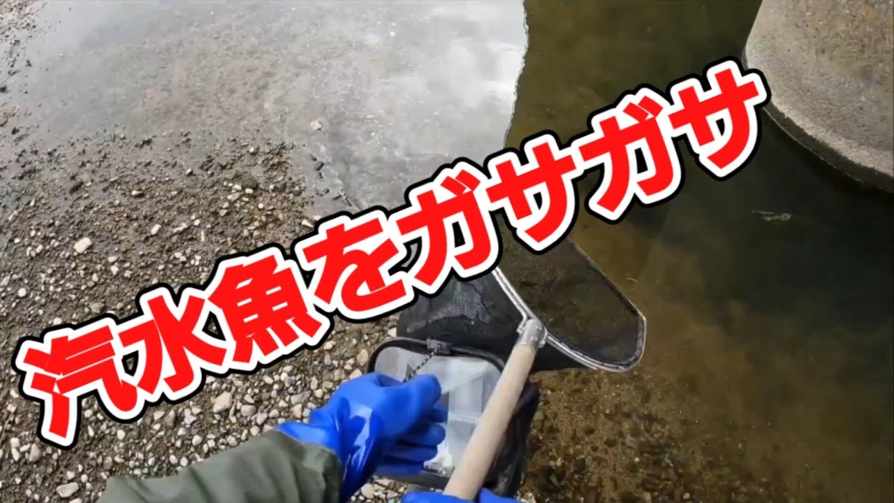 [ガサガサ]大阪湾の汽水魚が面白い！