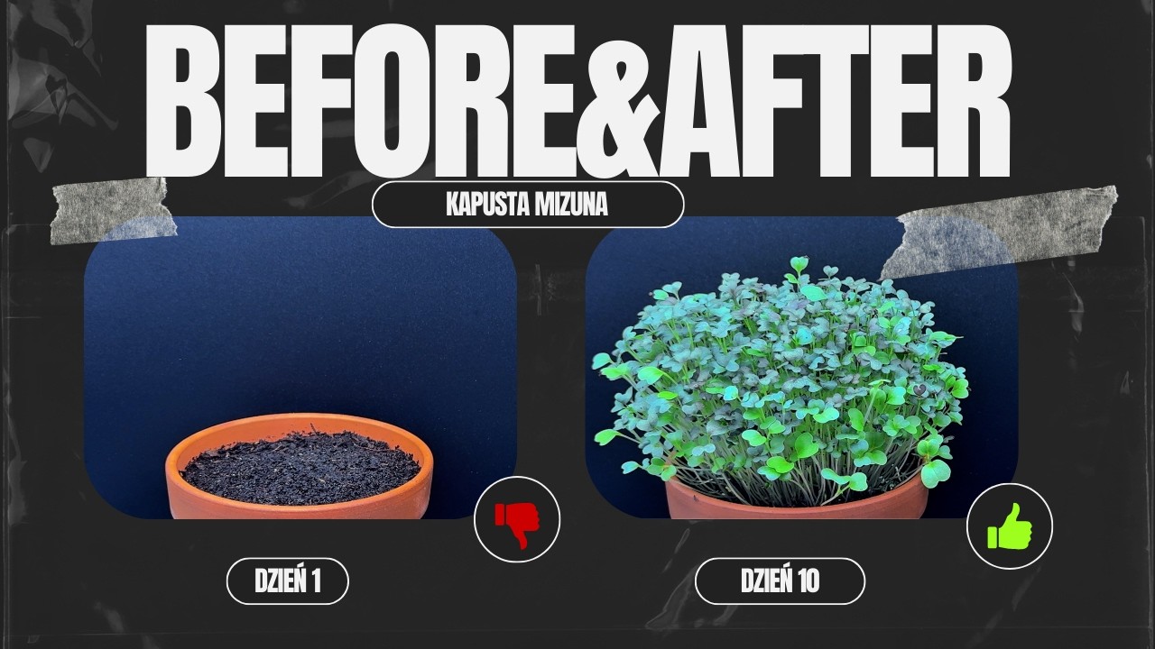 Jak rośnie kapusta mizuna? | TIME LAPSE | Growing mizuna microgreens